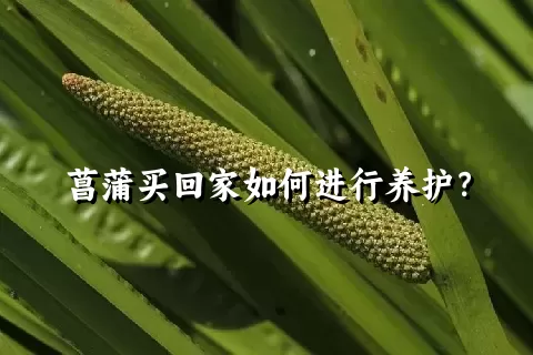 菖蒲买回家如何进行养护？