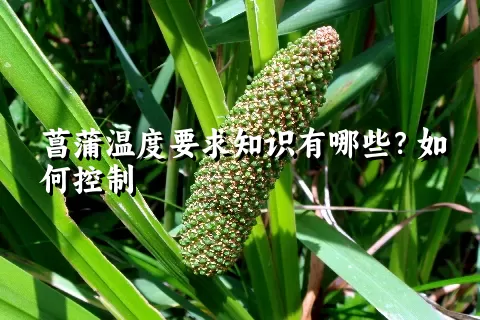 菖蒲温度要求知识有哪些？如何控制