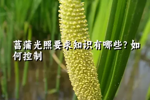 菖蒲光照要求知识有哪些？如何控制