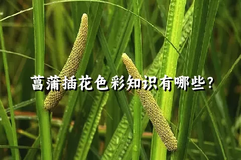 菖蒲插花色彩知识有哪些？