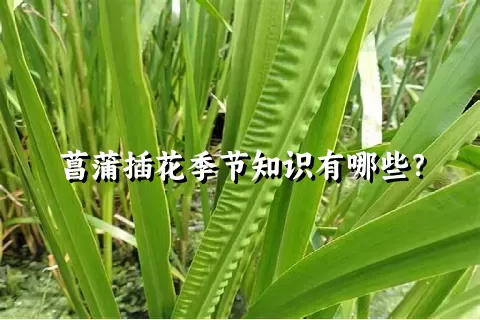 菖蒲插花季节知识有哪些？