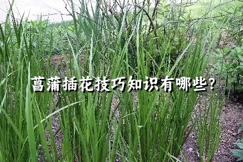 菖蒲插花技巧知识有哪些？