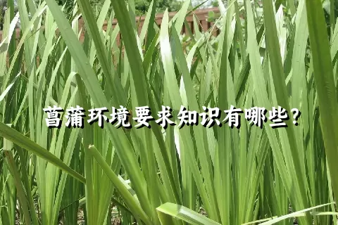 菖蒲环境要求知识有哪些？