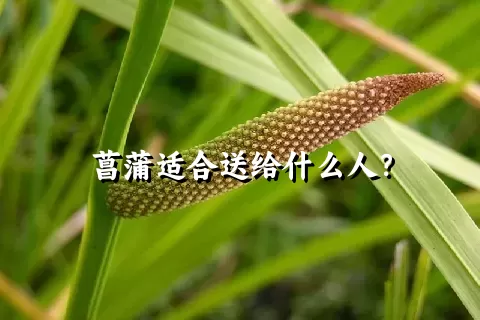 菖蒲适合送给什么人？