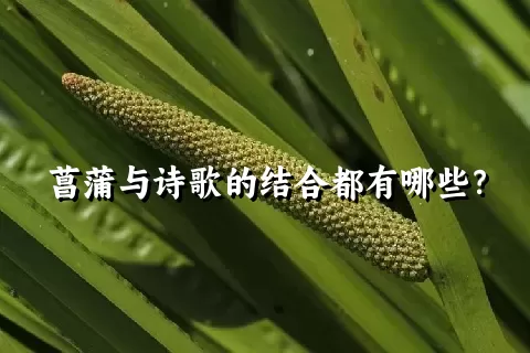 菖蒲与诗歌的结合都有哪些？