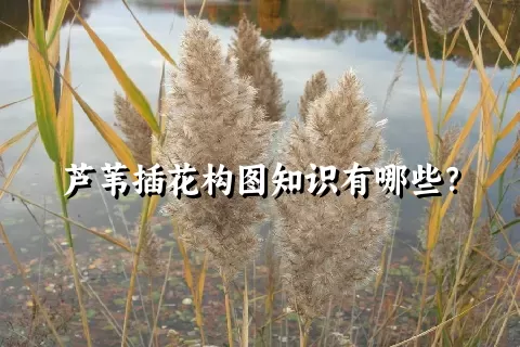 芦苇插花构图知识有哪些？