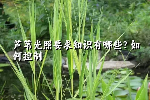 芦苇光照要求知识有哪些？如何控制