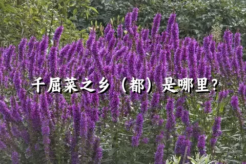 千屈菜之乡（都）是哪里？