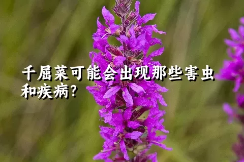 千屈菜可能会出现那些害虫和疾病？
