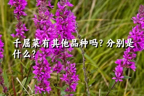 千屈菜有其他品种吗？分别是什么？