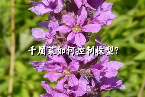 千屈菜如何控制株型？