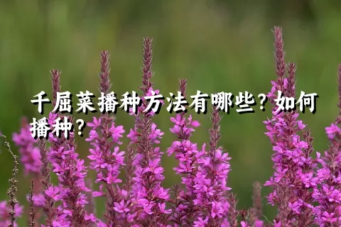 千屈菜播种方法有哪些？如何播种？