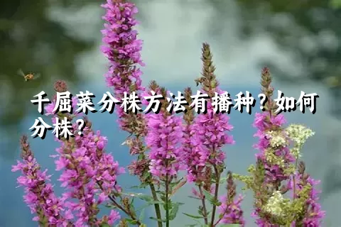 千屈菜分株方法有播种？如何分株？