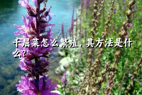 千屈菜怎么繁殖，其方法是什么？