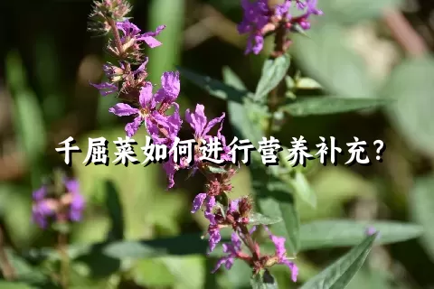 千屈菜如何进行营养补充？