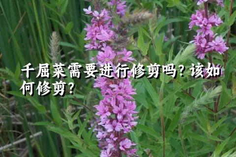 千屈菜需要进行修剪吗？该如何修剪？