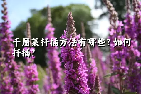 千屈菜扦插方法有哪些？如何扦插？