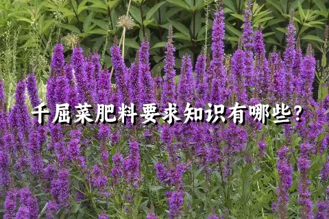 千屈菜肥料要求知识有哪些？