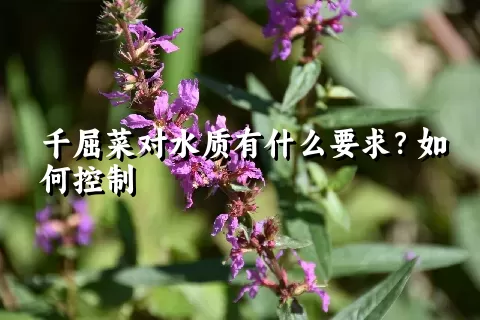 千屈菜对水质有什么要求？如何控制