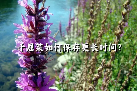 千屈菜如何保存更长时间？