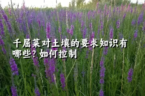 千屈菜对土壤的要求知识有哪些？如何控制