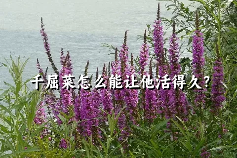 千屈菜怎么能让他活得久？
