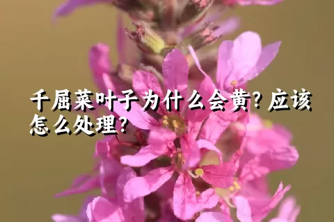 千屈菜叶子为什么会黄？应该怎么处理？