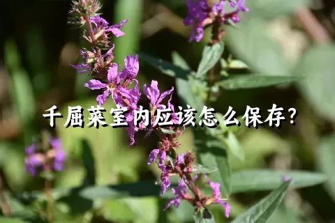 千屈菜室内应该怎么保存？