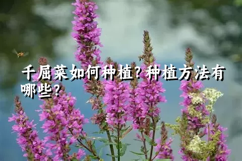 千屈菜如何种植？种植方法有哪些？