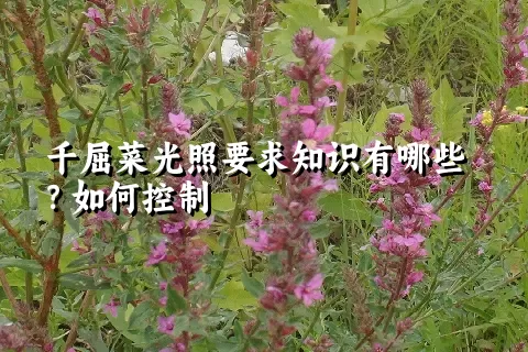 千屈菜光照要求知识有哪些？如何控制
