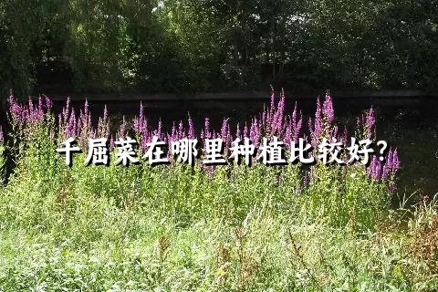 千屈菜在哪里种植比较好？