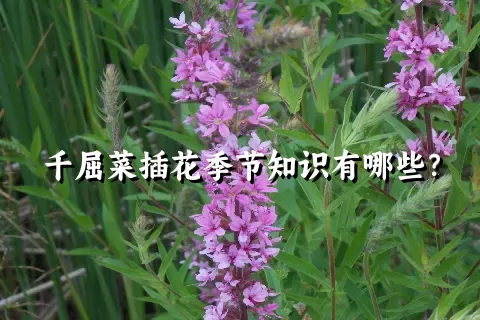 千屈菜插花季节知识有哪些？