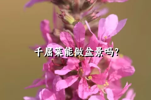 千屈菜能做盆景吗？