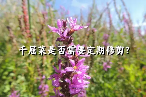 千屈菜是否需要定期修剪？