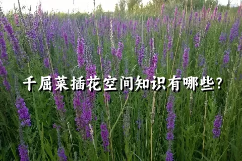 千屈菜插花空间知识有哪些？