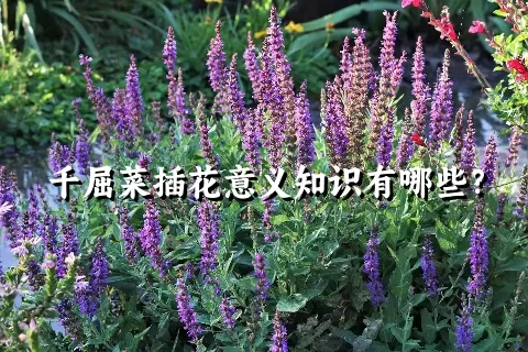 千屈菜插花意义知识有哪些？