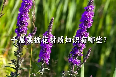 千屈菜插花材质知识有哪些？