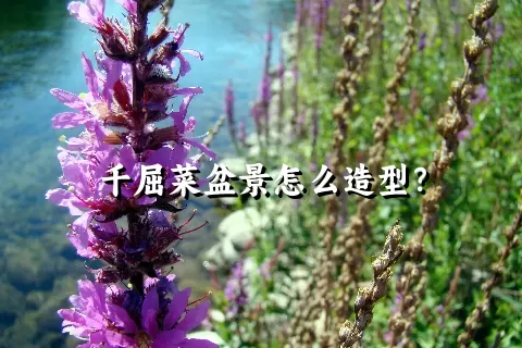 千屈菜盆景怎么造型？