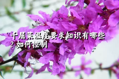 千屈菜温度要求知识有哪些？如何控制