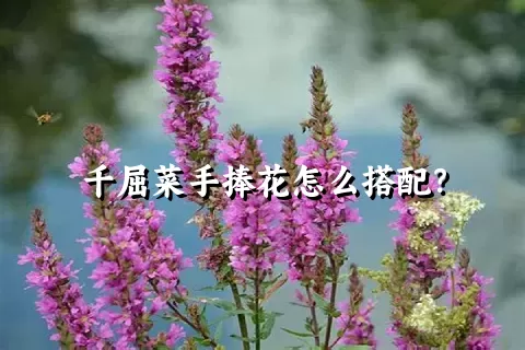 千屈菜手捧花怎么搭配？