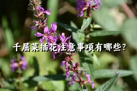 千屈菜插花注意事项有哪些？