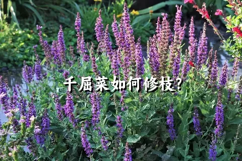 千屈菜如何修枝？