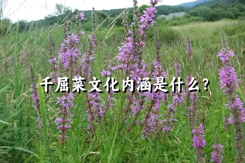 千屈菜文化内涵是什么？