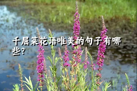 千屈菜花语唯美的句子有哪些？