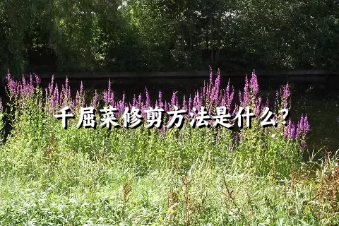 千屈菜修剪方法是什么？