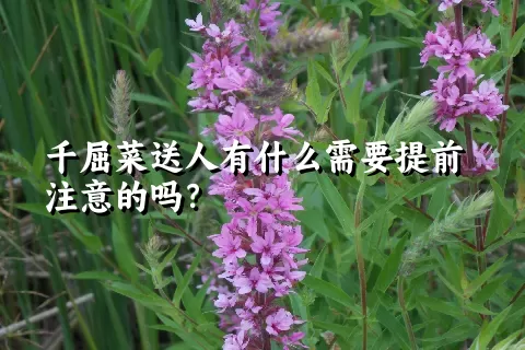 千屈菜送人有什么需要提前注意的吗？