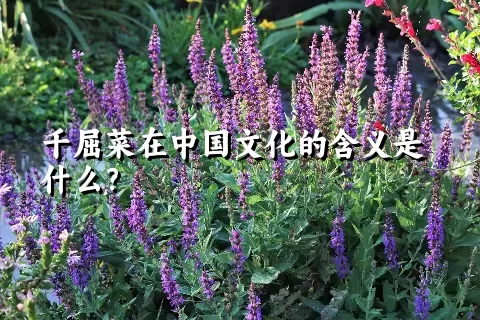 千屈菜在中国文化的含义是什么？