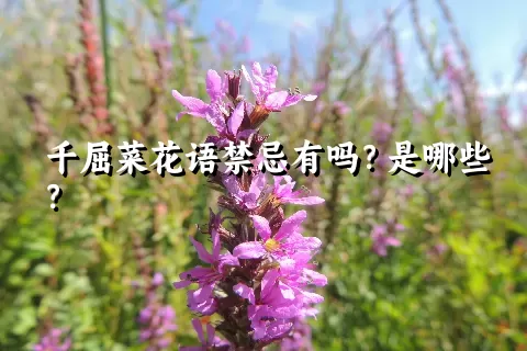 千屈菜花语禁忌有吗？是哪些？