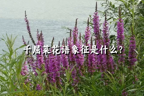 千屈菜花语象征是什么？
