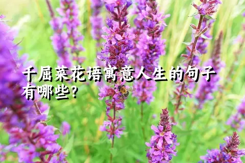 千屈菜花语寓意人生的句子有哪些？